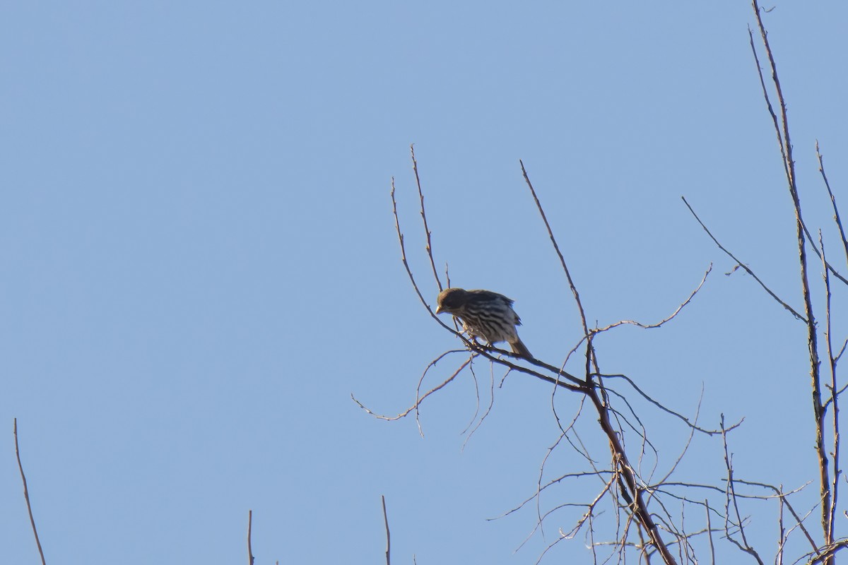 House Finch - Janet Stevens