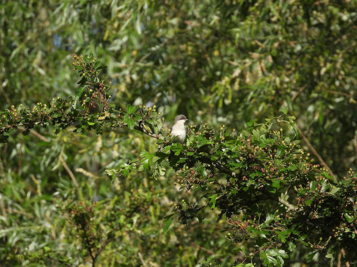 Lesser Whitethroat - ML619208288