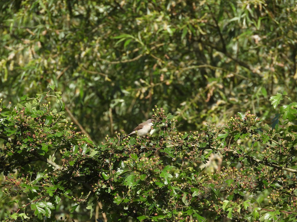 Lesser Whitethroat - ML619208291