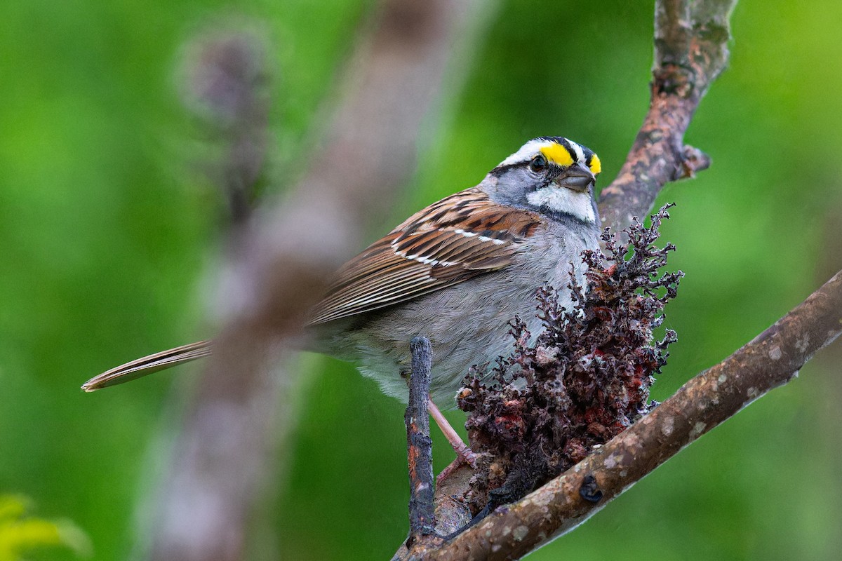 White-throated Sparrow - Steve Juhasz