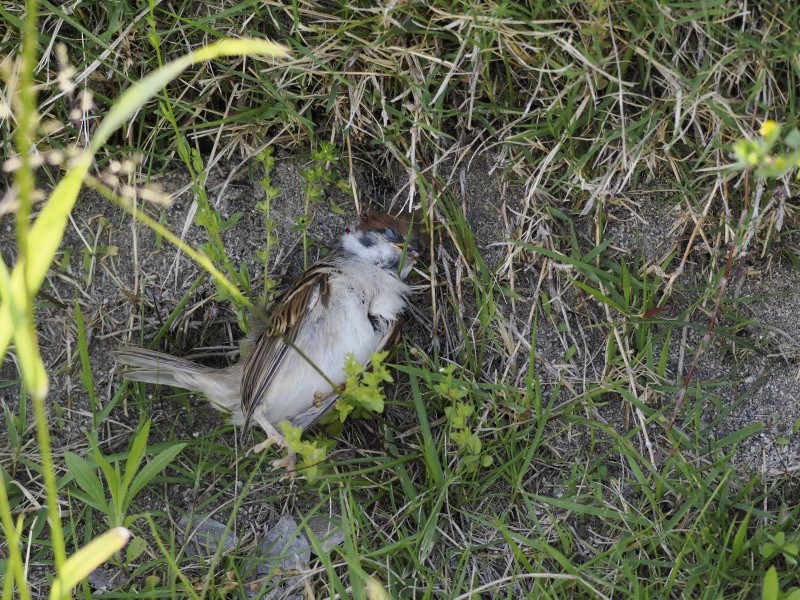 麻雀 - ML619208304