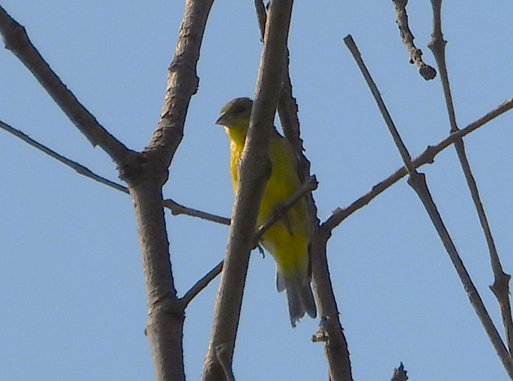 Lesser Goldfinch - Guadalupe Esquivel Uribe