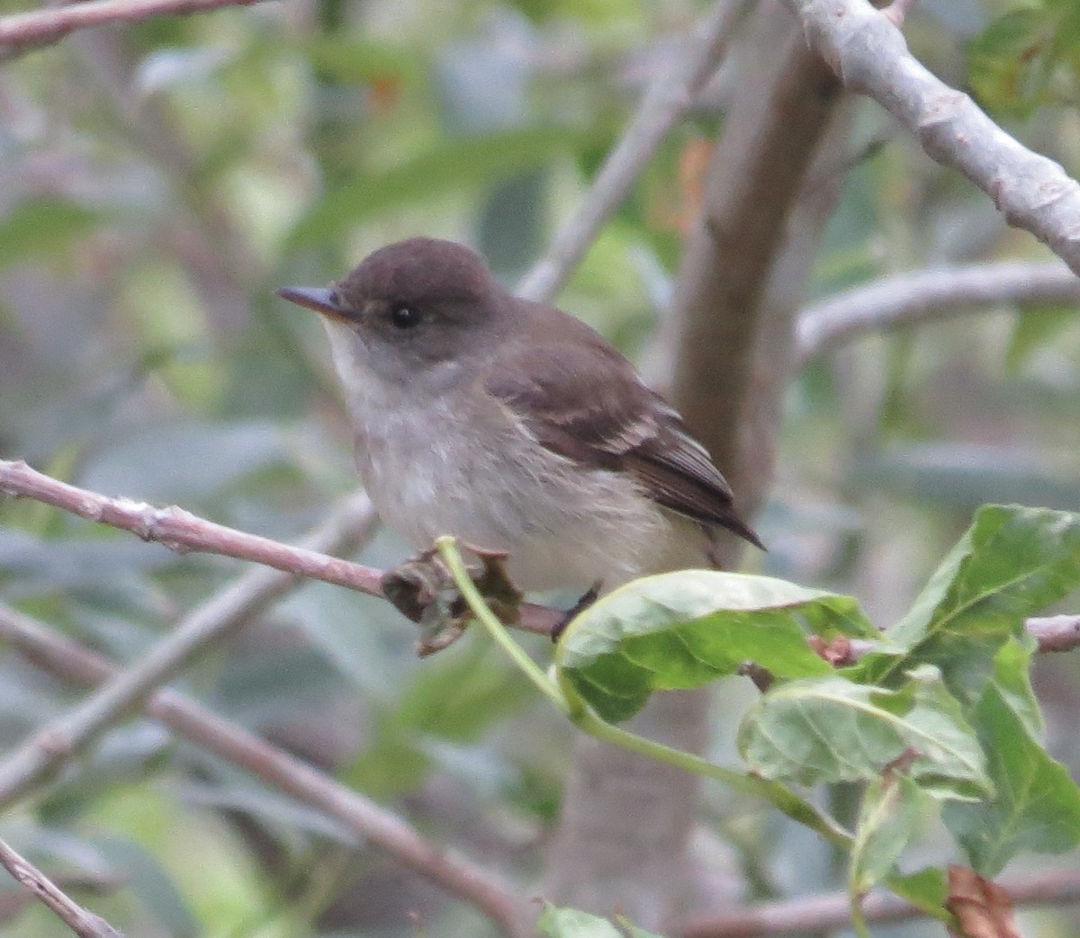 Willow Flycatcher - Thomas Wurster