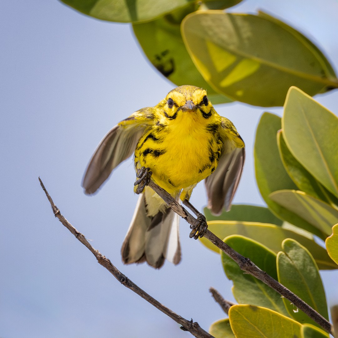 Prairie Warbler - Eric Dyck