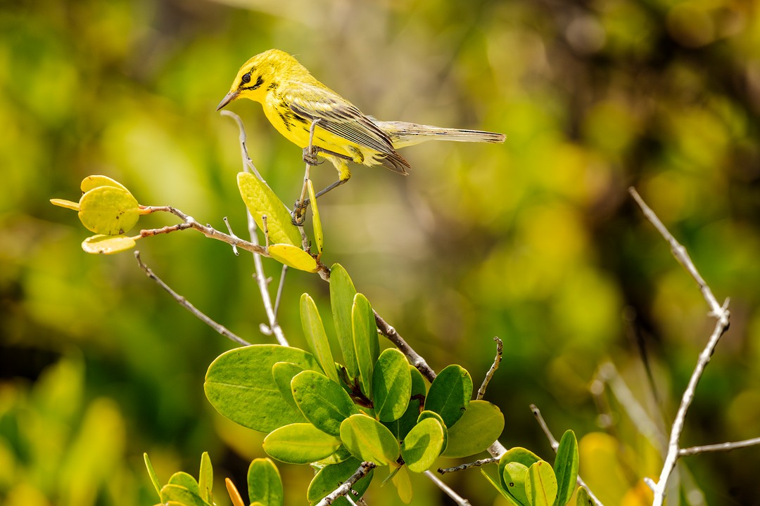 Prairie Warbler - Eric Dyck