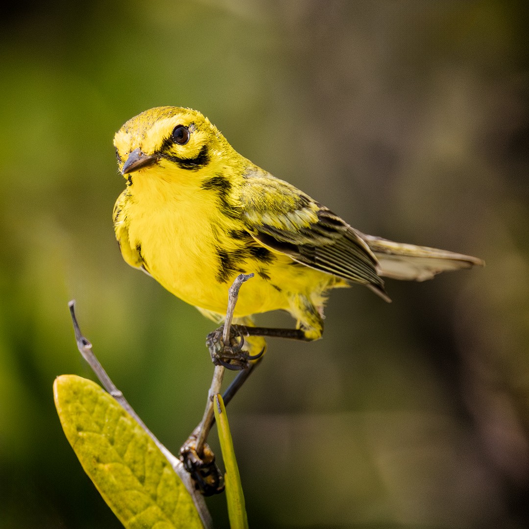 Prairie Warbler - Eric Dyck