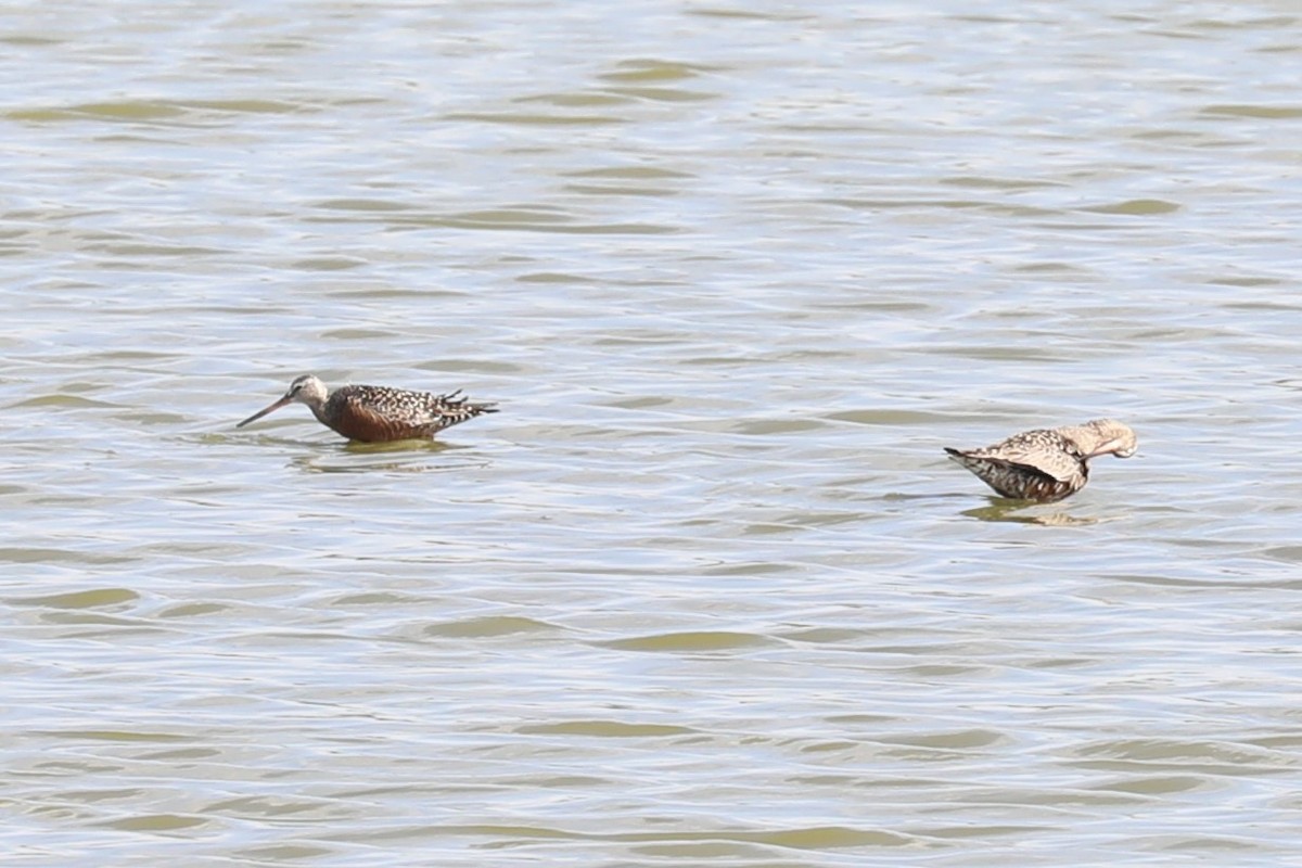 Hudsonian Godwit - Brooke Ross