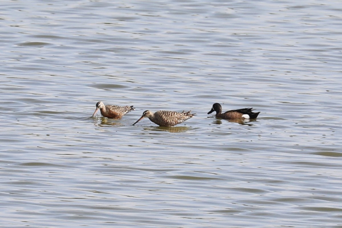 Hudsonian Godwit - Brooke Ross