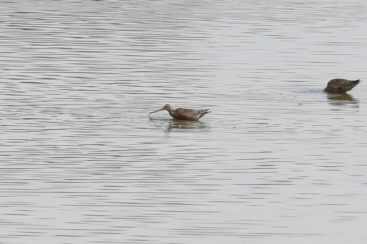 Hudsonian Godwit - Brooke Ross