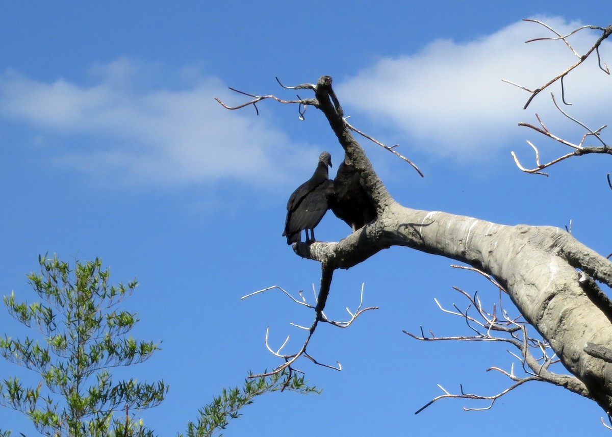 Black Vulture - William Clark