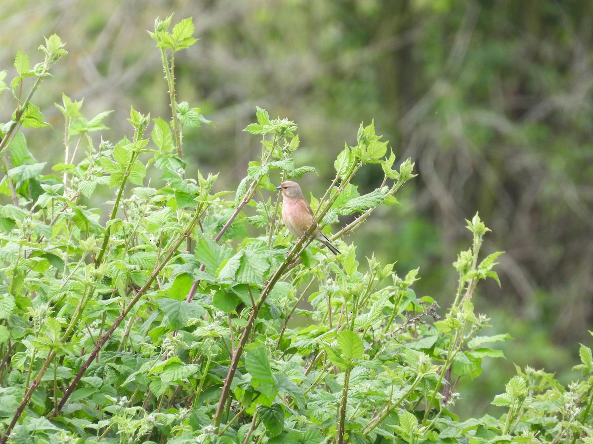 Eurasian Linnet - Anqi Xu