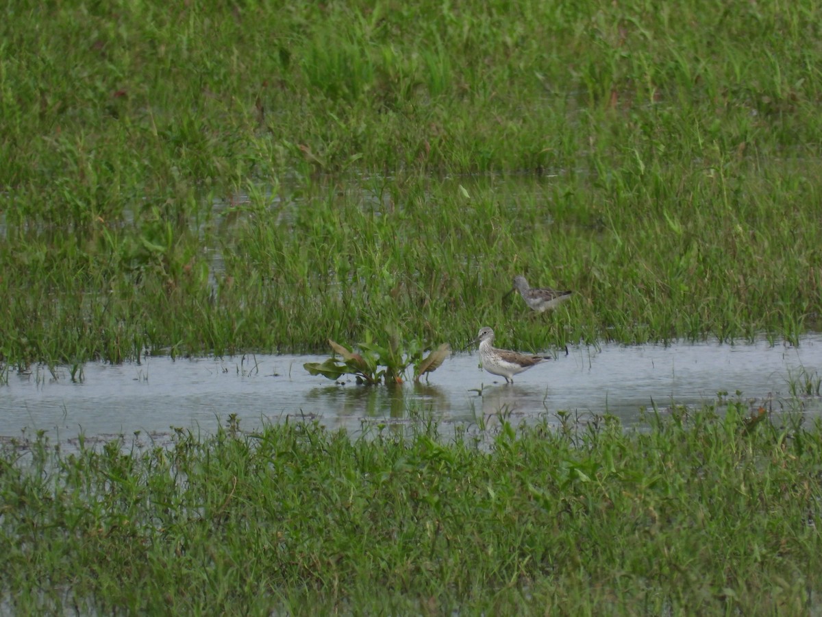 Common Greenshank - ML619208334