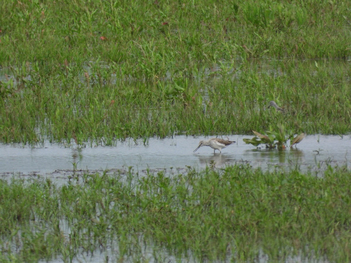 Common Greenshank - ML619208335