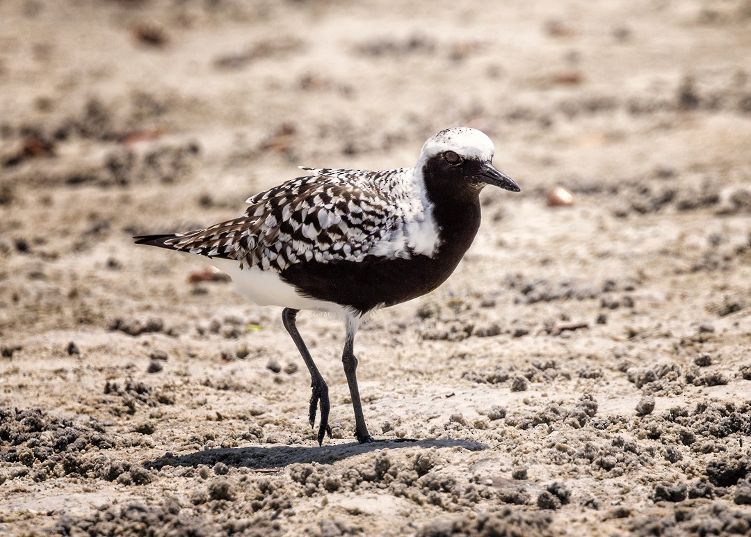 Black-bellied Plover - Eric Dyck