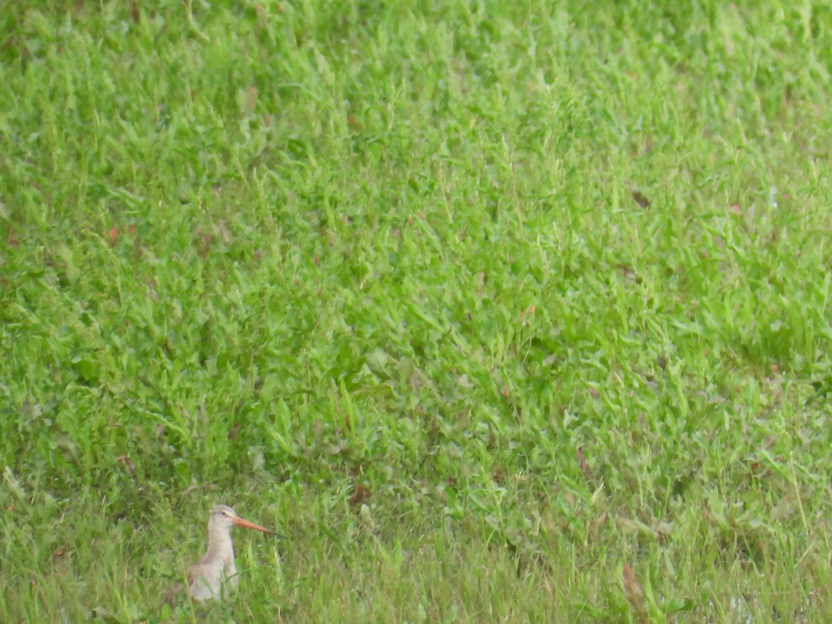 Black-tailed Godwit - ML619208340