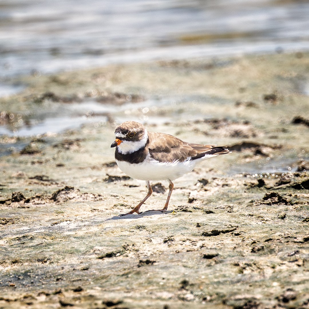 Semipalmated Plover - Eric Dyck