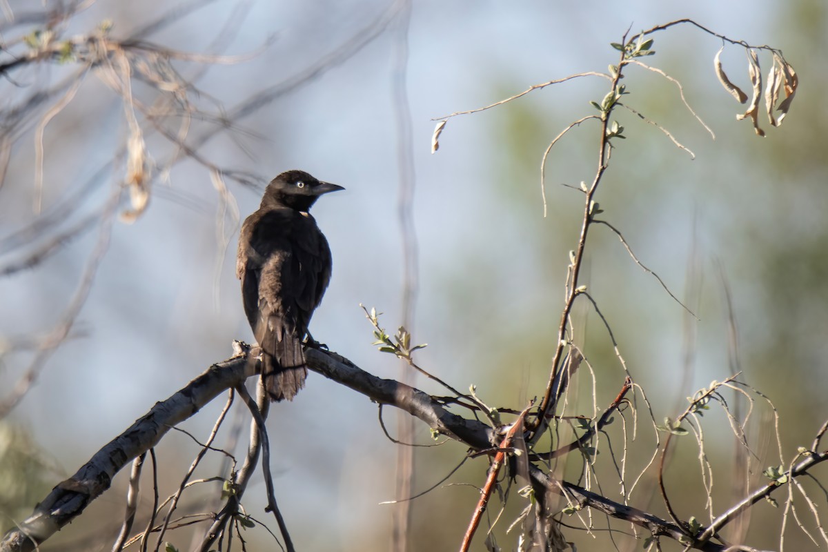 Common Grackle - Janet Stevens