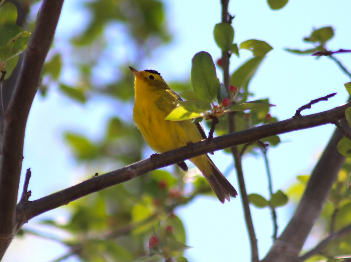 Wilson's Warbler - Cindy Grimes