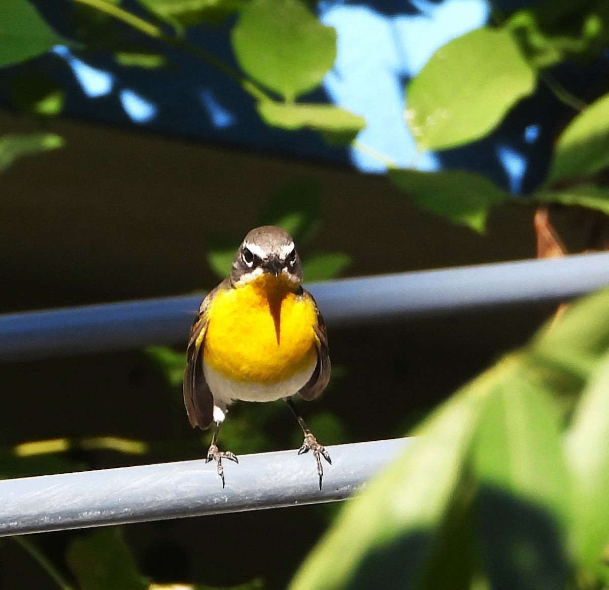 Yellow-breasted Chat - Guadalupe Esquivel Uribe