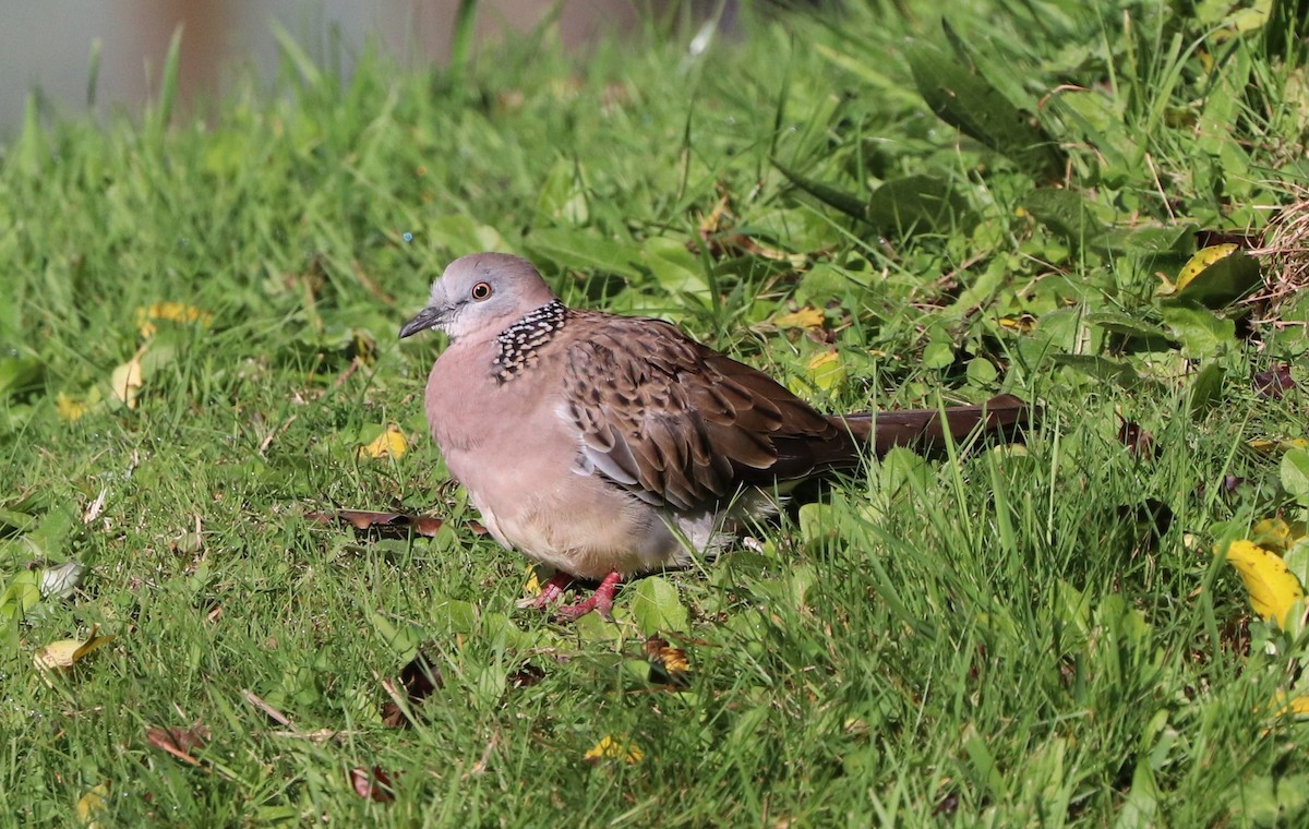 珠頸斑鳩 - ML619208363