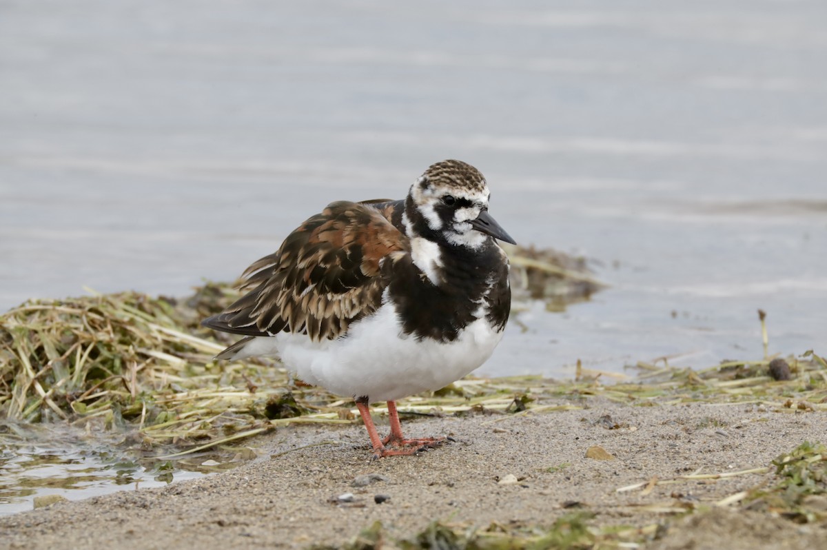 Ruddy Turnstone - Gina Foster