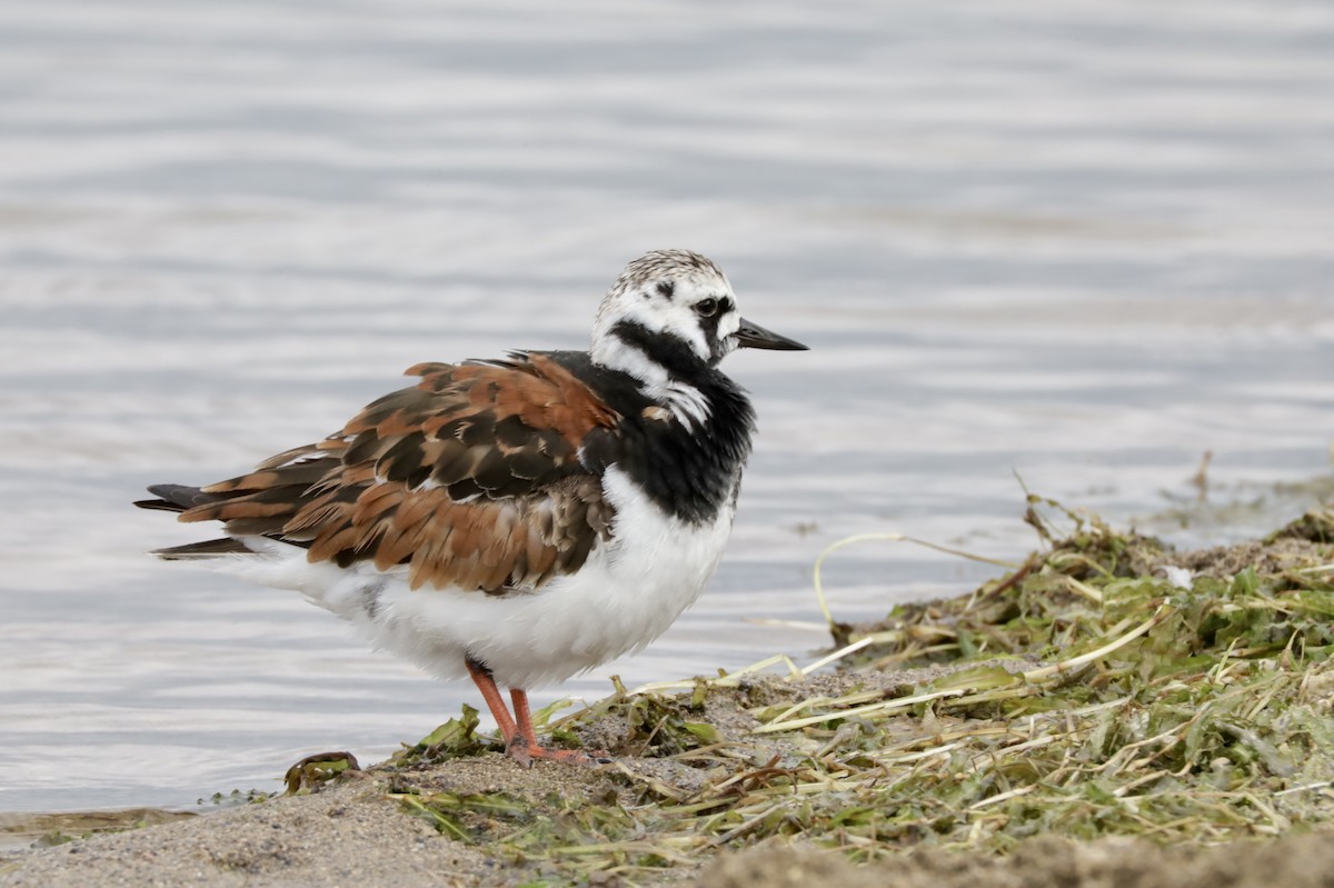 Ruddy Turnstone - Gina Foster