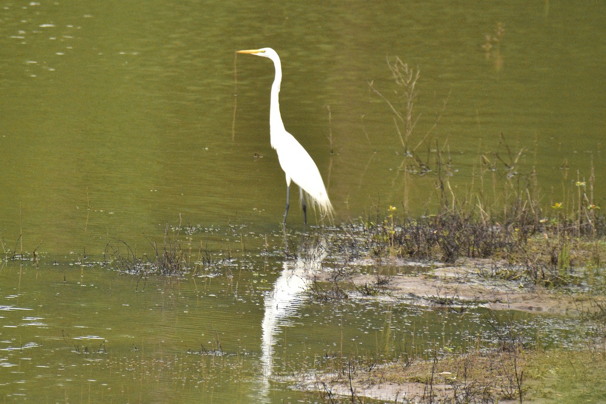 Great Egret - Bro Co.