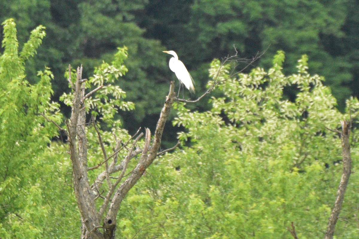 Great Egret - Bro Co.