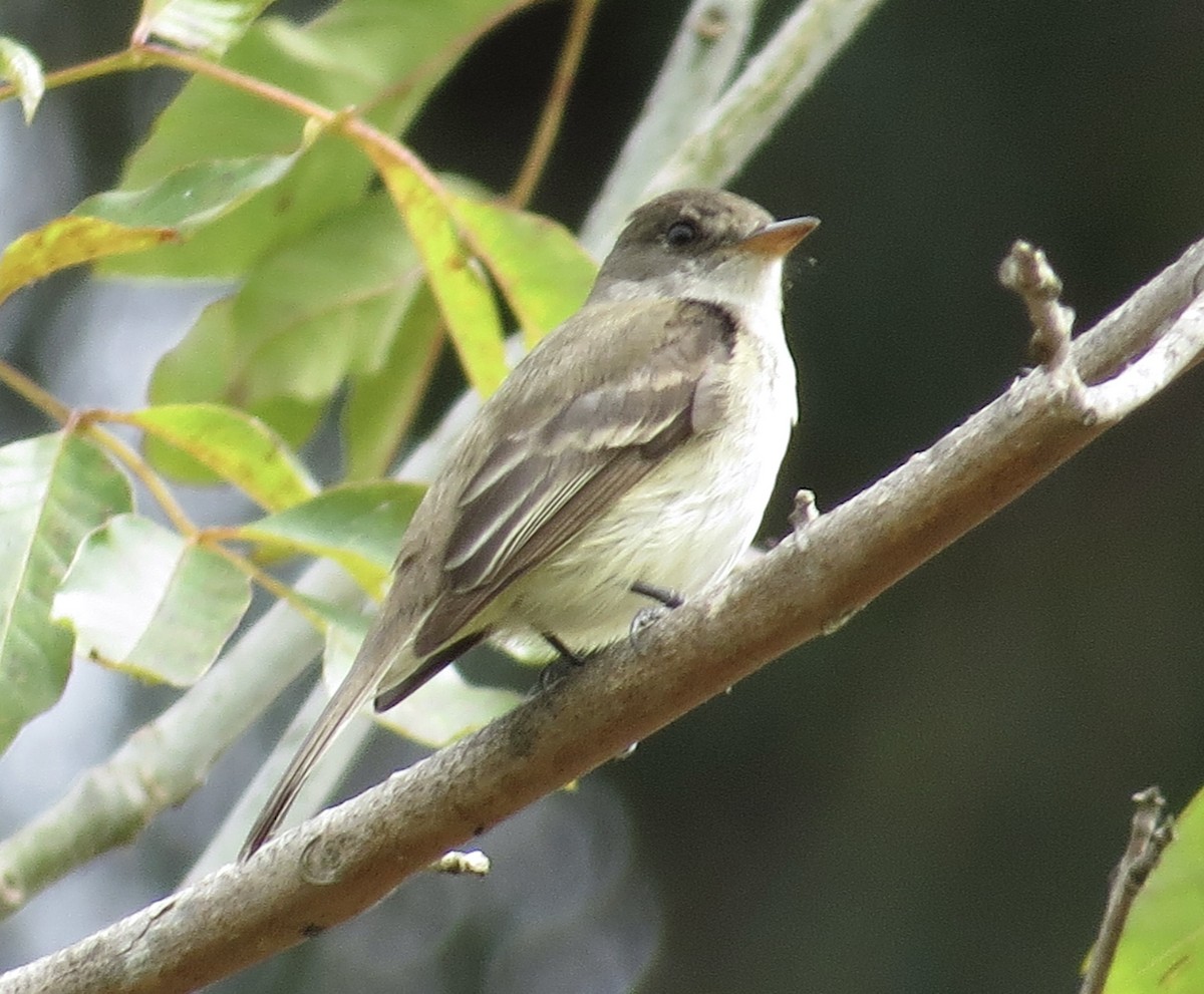 Willow Flycatcher - Thomas Wurster