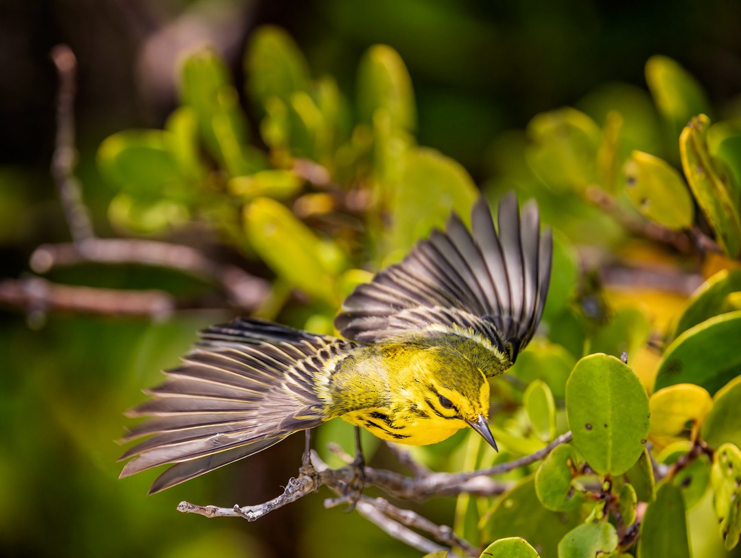 Prairie Warbler - Eric Dyck