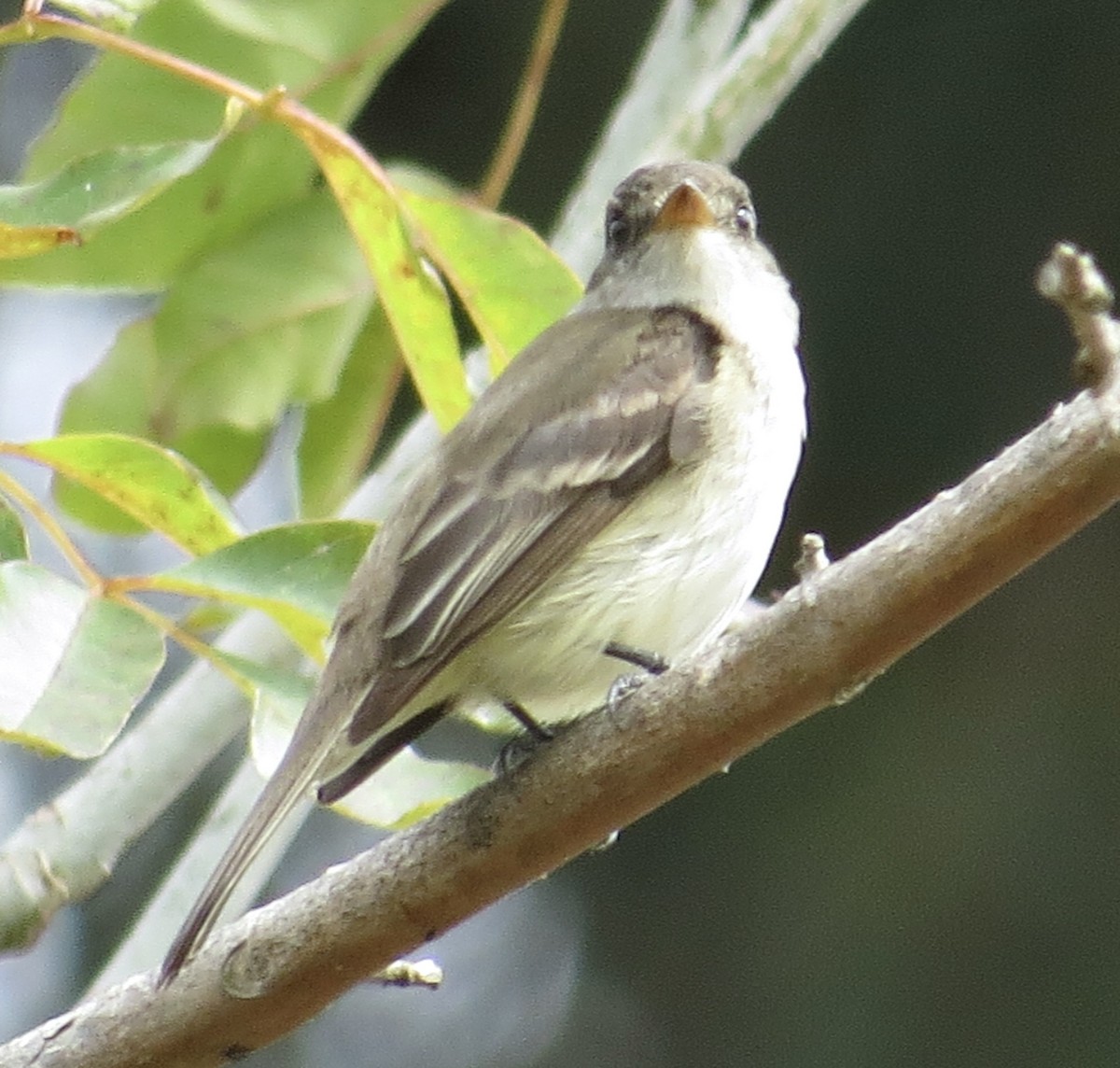 Willow Flycatcher - ML619208391