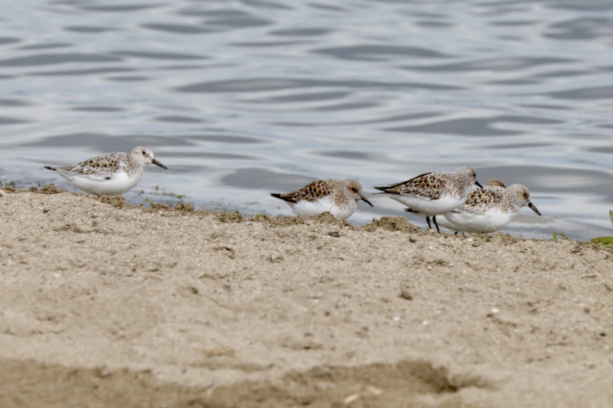 Sanderling - Gina Foster