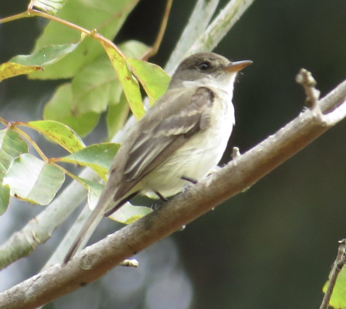 Willow Flycatcher - Thomas Wurster