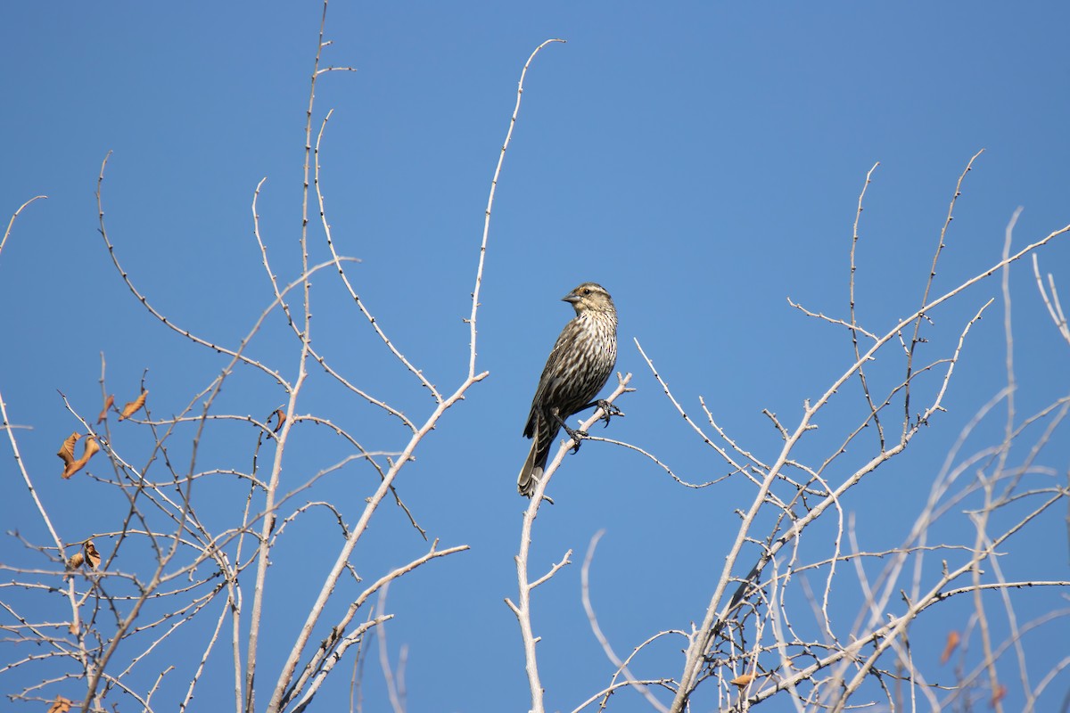 Red-winged Blackbird - Janet Stevens