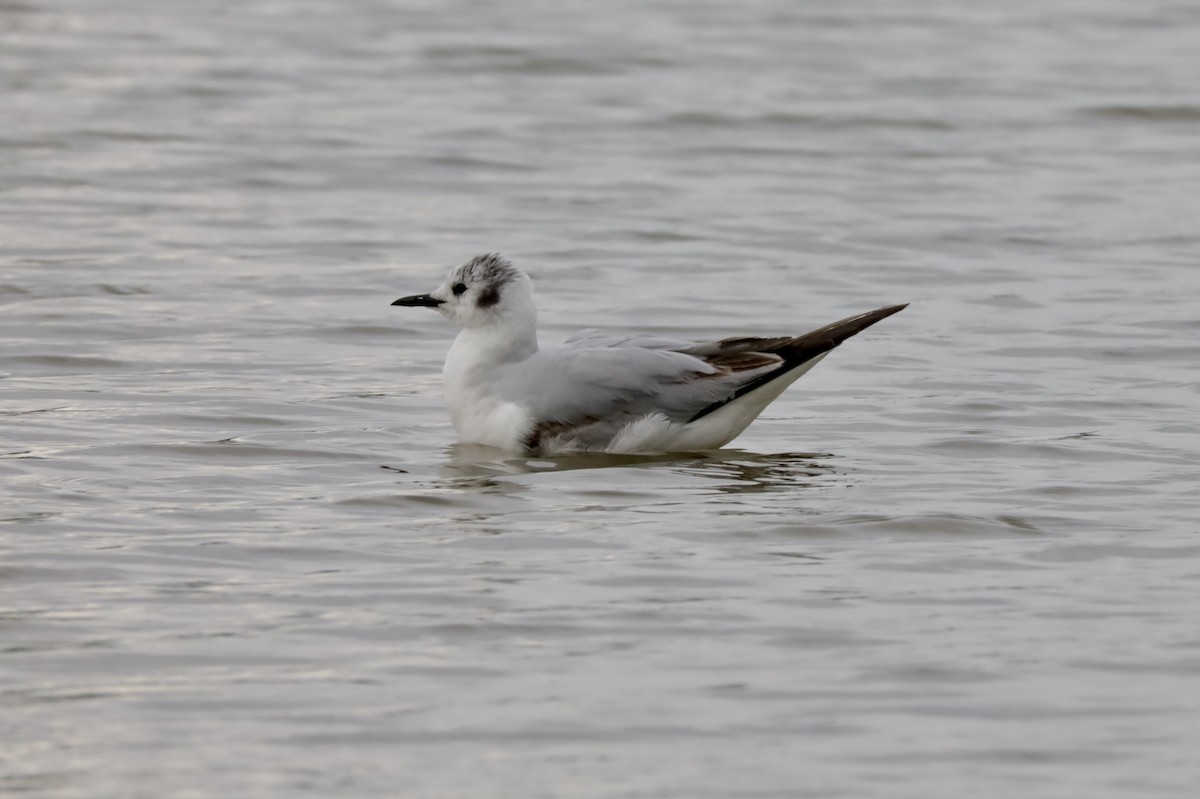 Bonaparte's Gull - Gina Foster