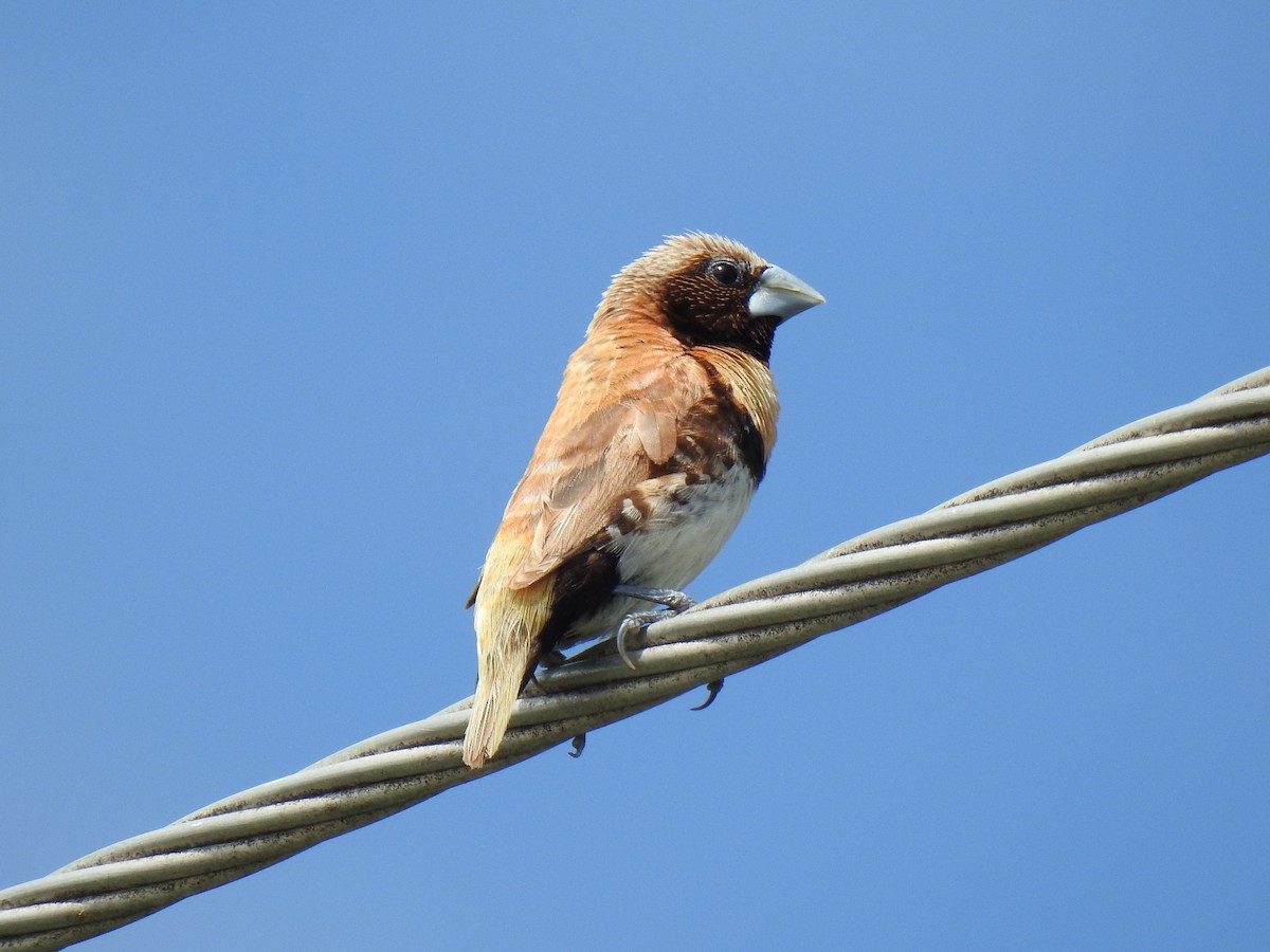 Chestnut-breasted Munia - Monica Mesch