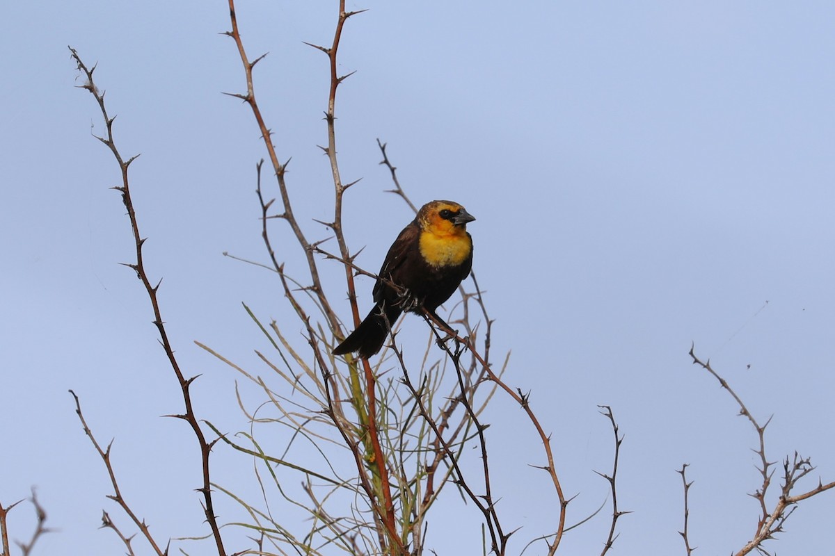 Yellow-headed Blackbird - Brooke Ross