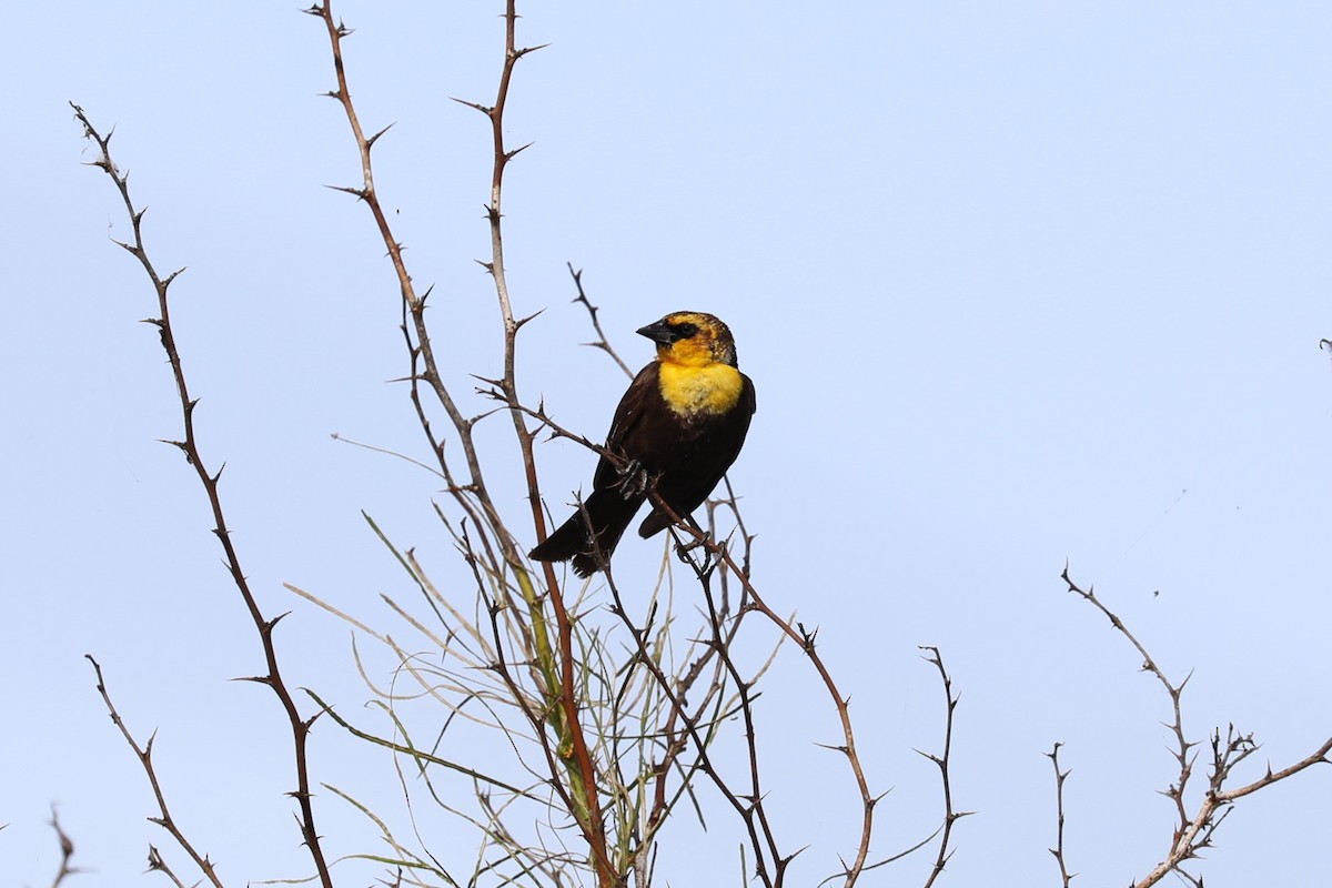 Yellow-headed Blackbird - Brooke Ross