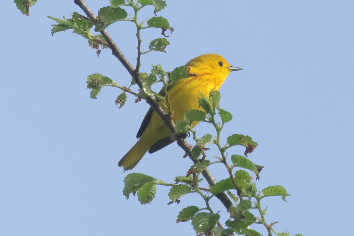 Yellow Warbler - Charlie Arp