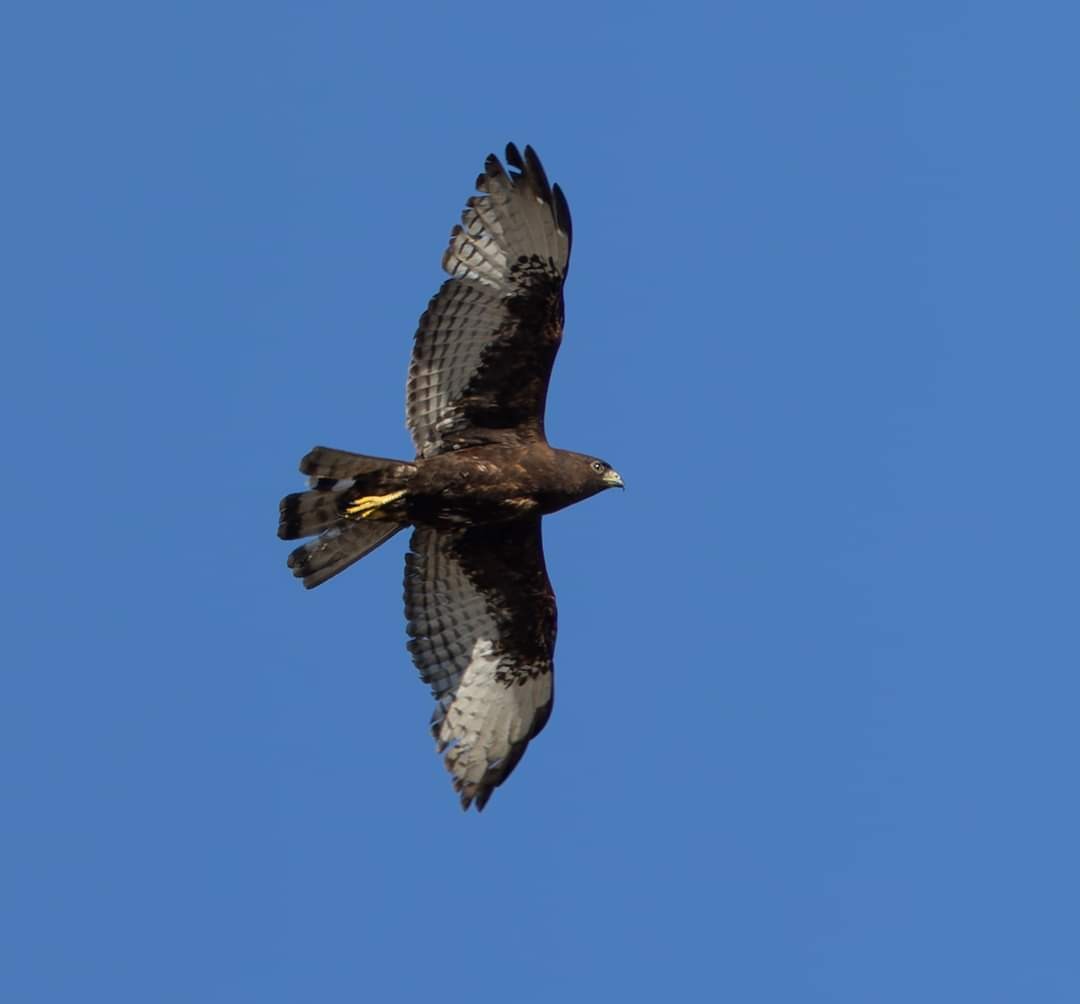Short-tailed Hawk - Raymond Burr