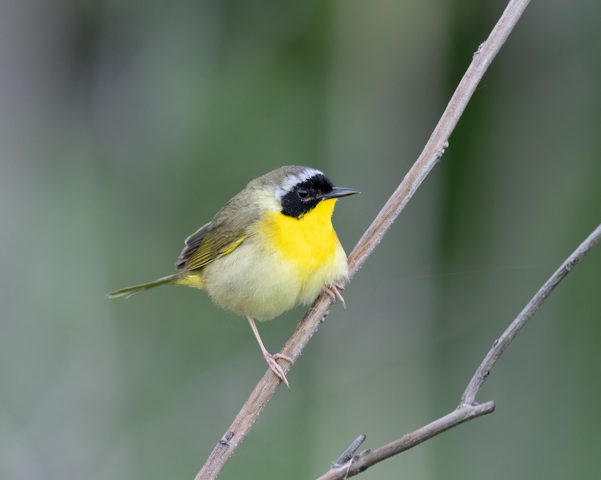 Common Yellowthroat - ML619208448