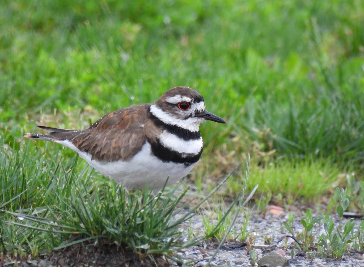 Killdeer - ML619208477