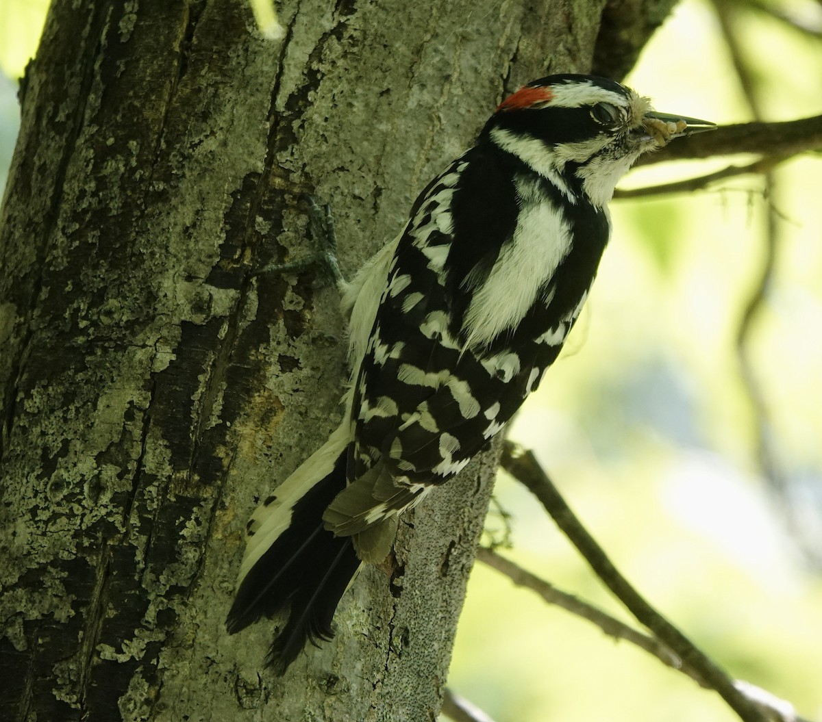 Downy Woodpecker - Patricia Cullen