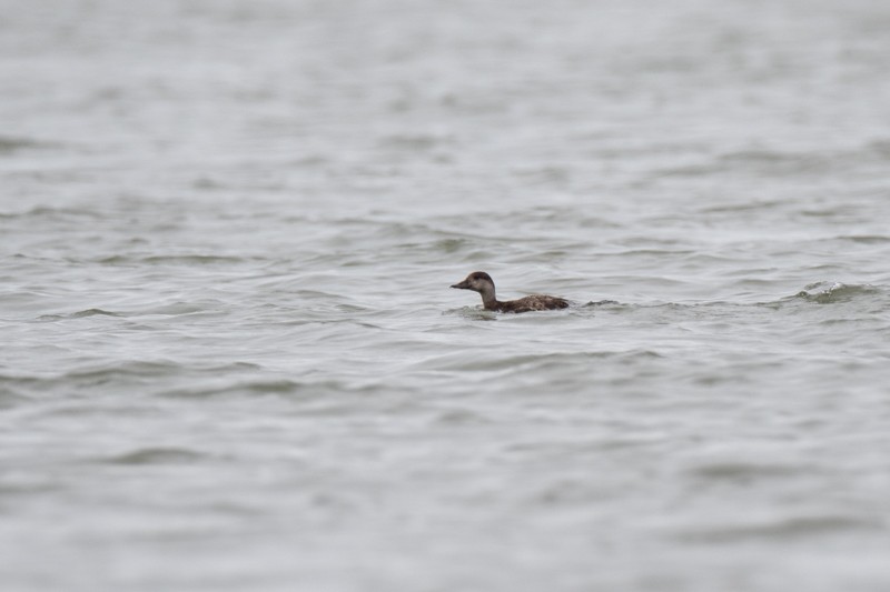 Black Scoter - Ryan Douglas