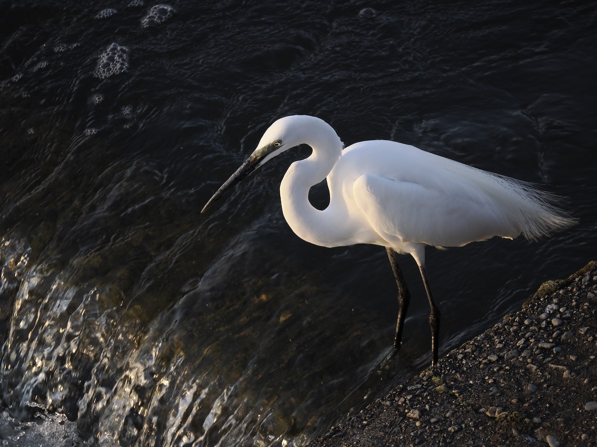 大白鷺 - ML619208497