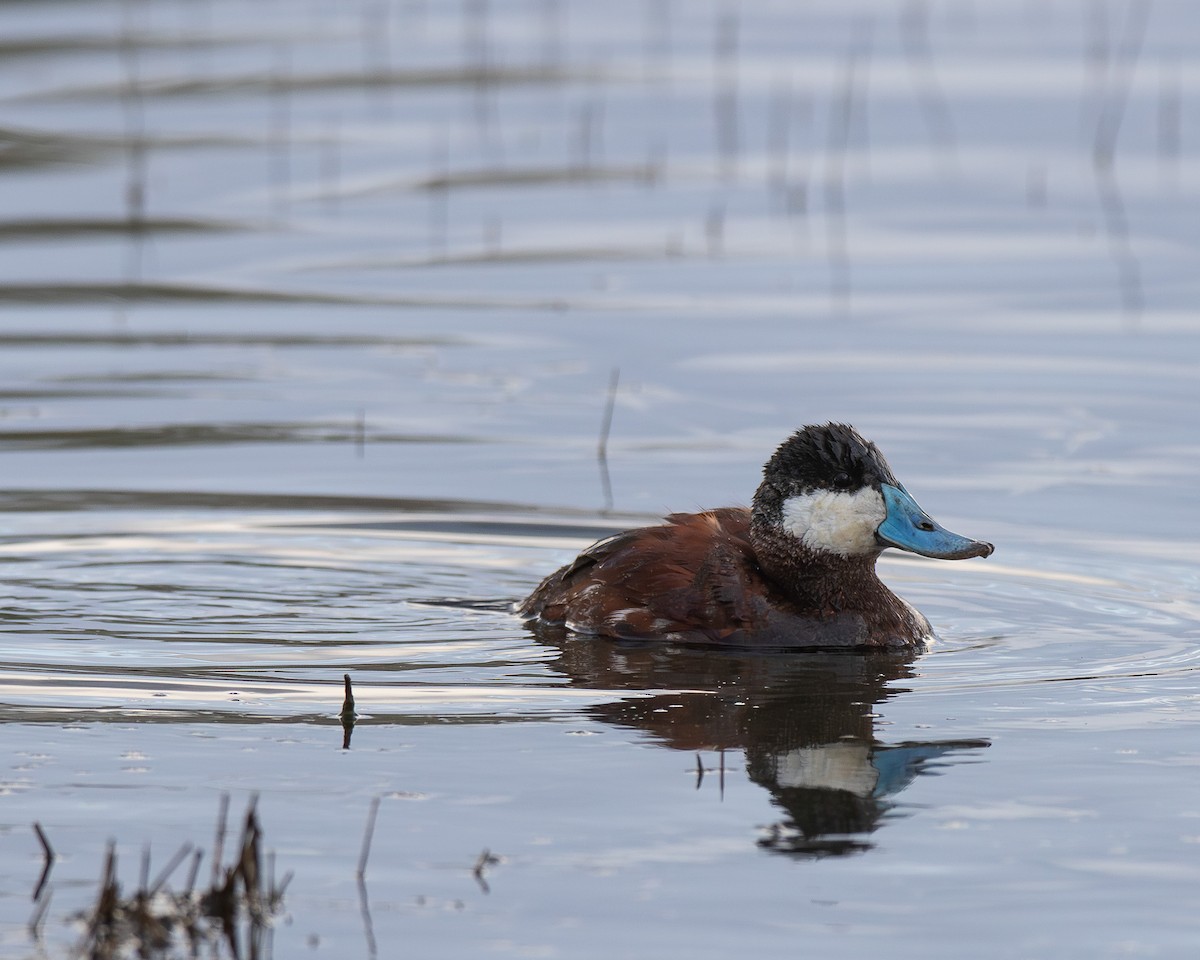 Ruddy Duck - ML619208499