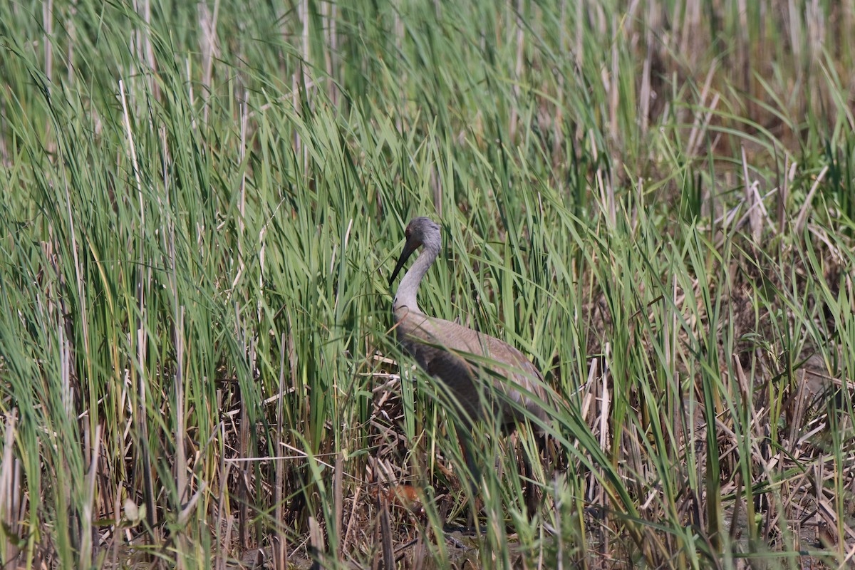 Sandhill Crane - Vicky Atkinson