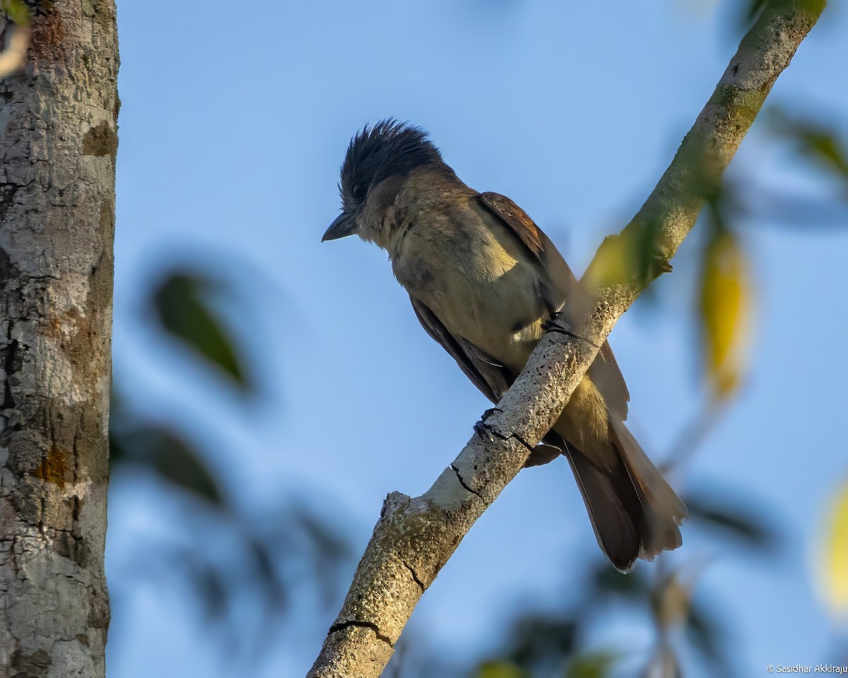 Rose-throated Becard - Sasi Akkiraju