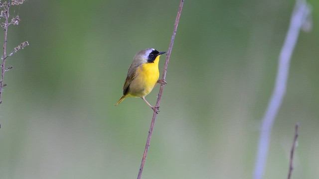 Mascarita Común - ML619208548