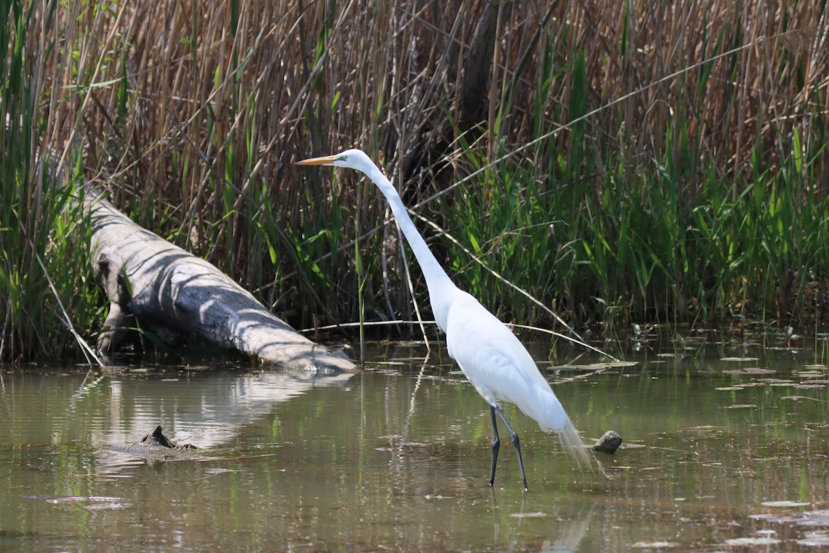 Great Egret - Vicky Atkinson